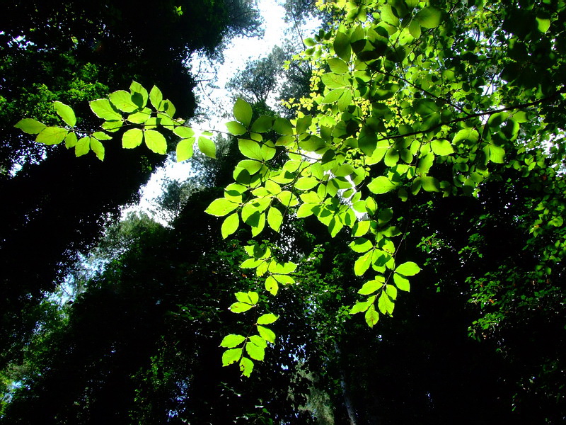 Leaves in Foresta Umbra