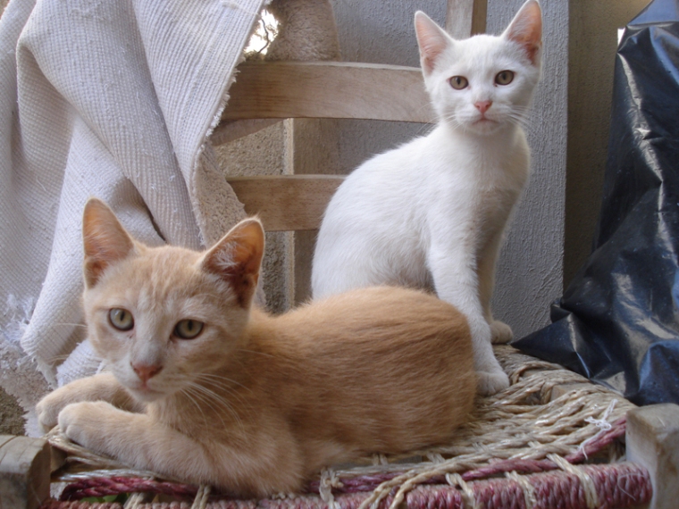 Piccolo Caddy & Ciambellino