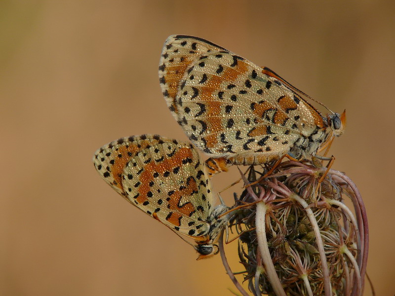 Coppia con rugiada 2