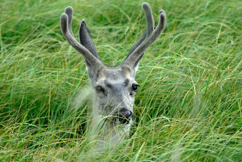 Yellowstone - Meritato Riposo