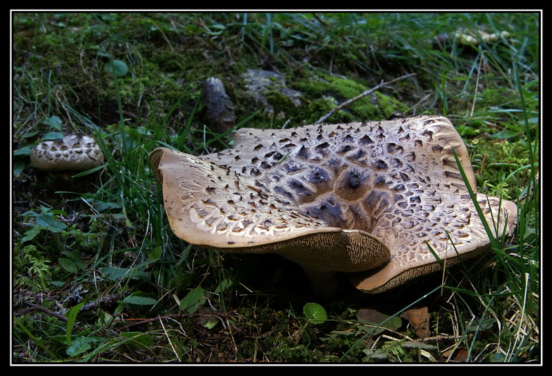 Una razza fuor d'acqua