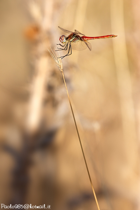 Book di una sympetrum fonscolombei...