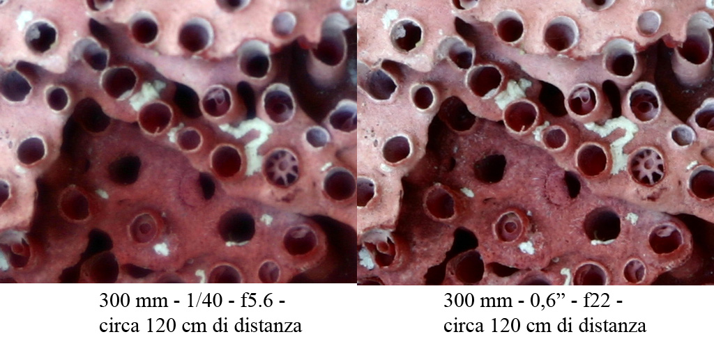 Crop 100% 300mm Macro