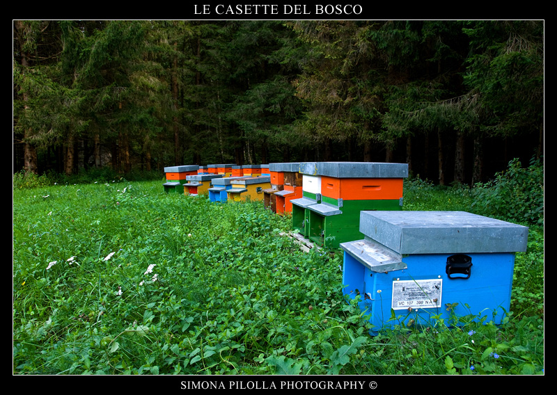 le casette del bosco