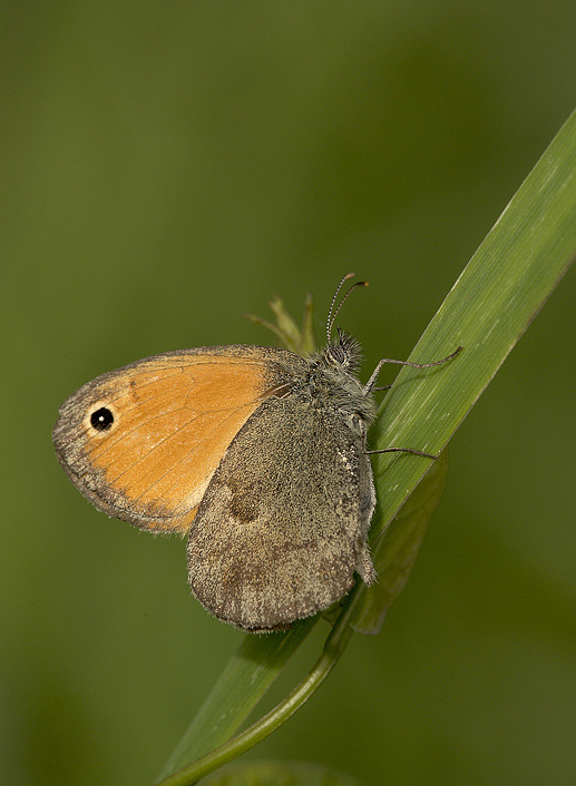 Coenonympha pamphilus