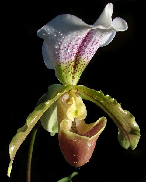 Orchidea