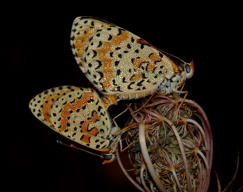 Farfalle - sfondo nero