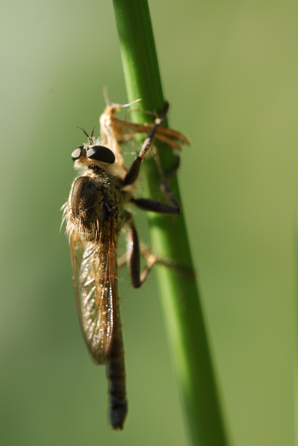Insetto controluce al mattino