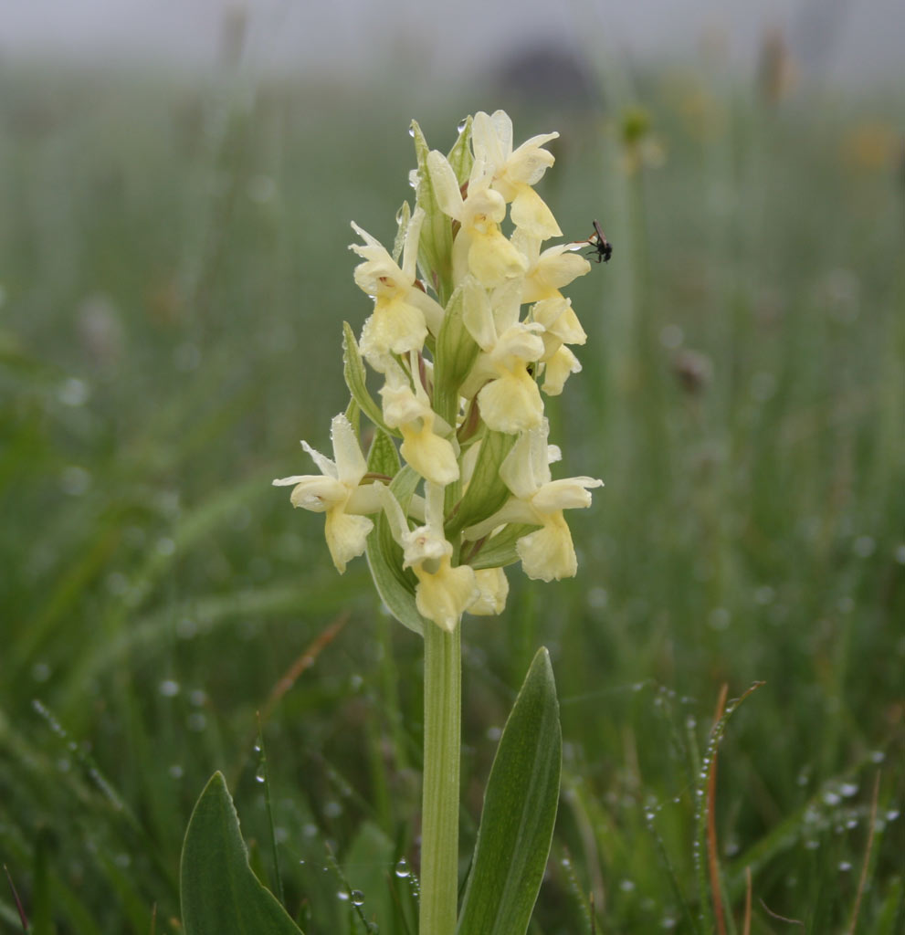 gocce, colori, ali...nella nebbia