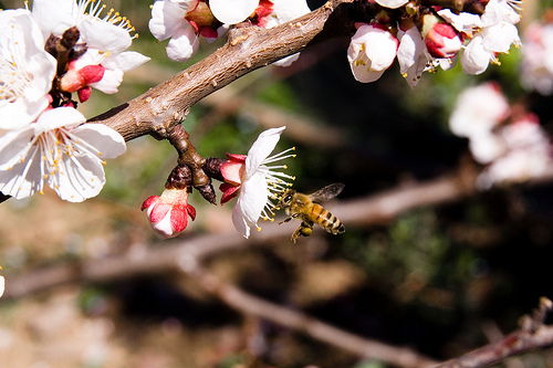 Profumo di Primavera