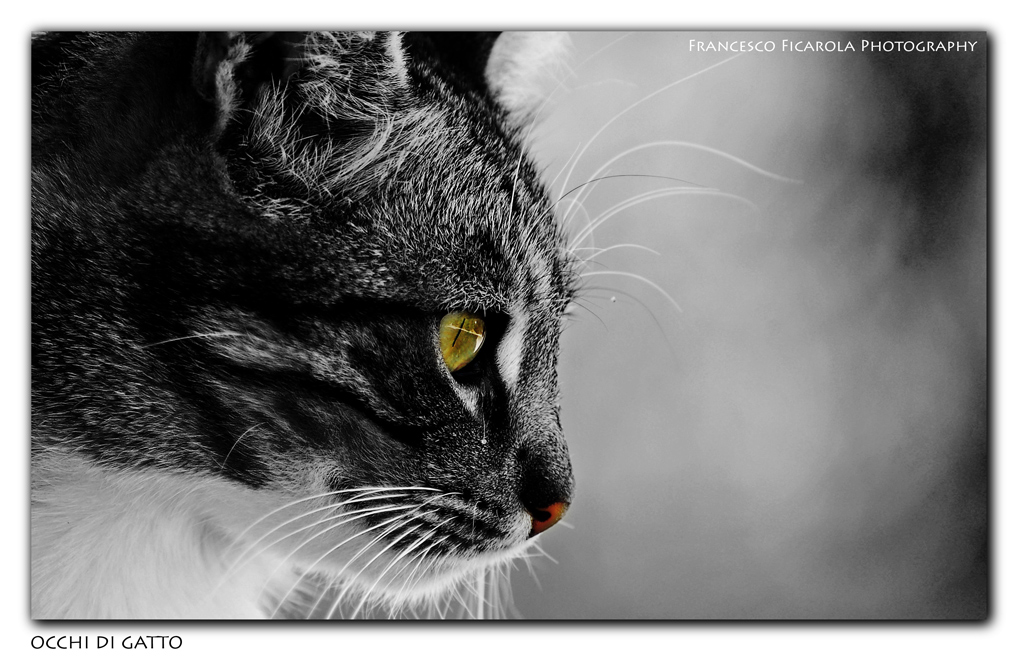 Occhi di Gatto