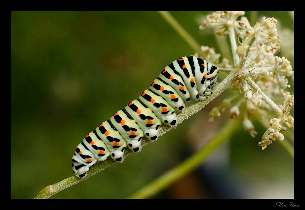 Prima o poi ci arrivo...