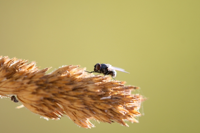 la mosca