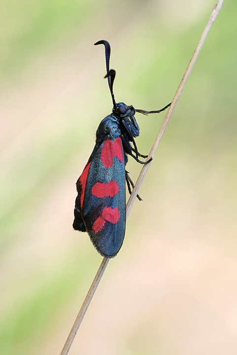 Zygaena