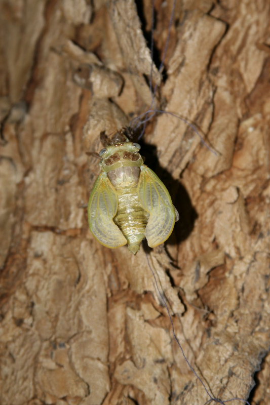 completamento metamorfosi cicala