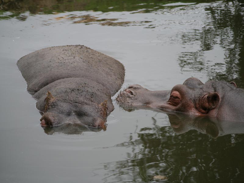 Giochiamo a nascondino!!