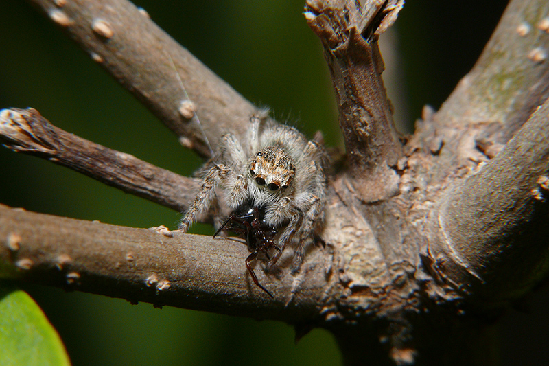Serviti il tuo pasto Cow Boy
