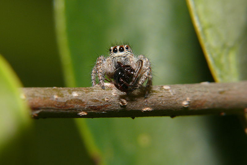 ragno con preda in posa