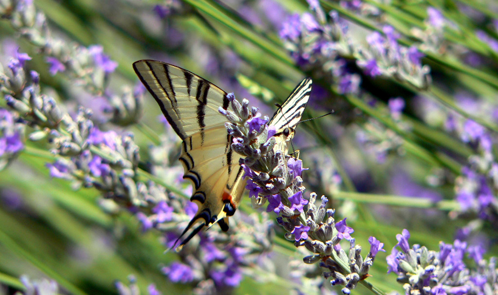 Farfalla&Lavanda