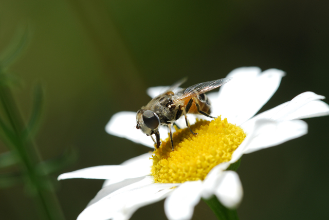 Dittero su margherita