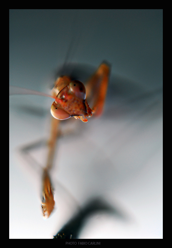 amoreee... chi c'� per cena????