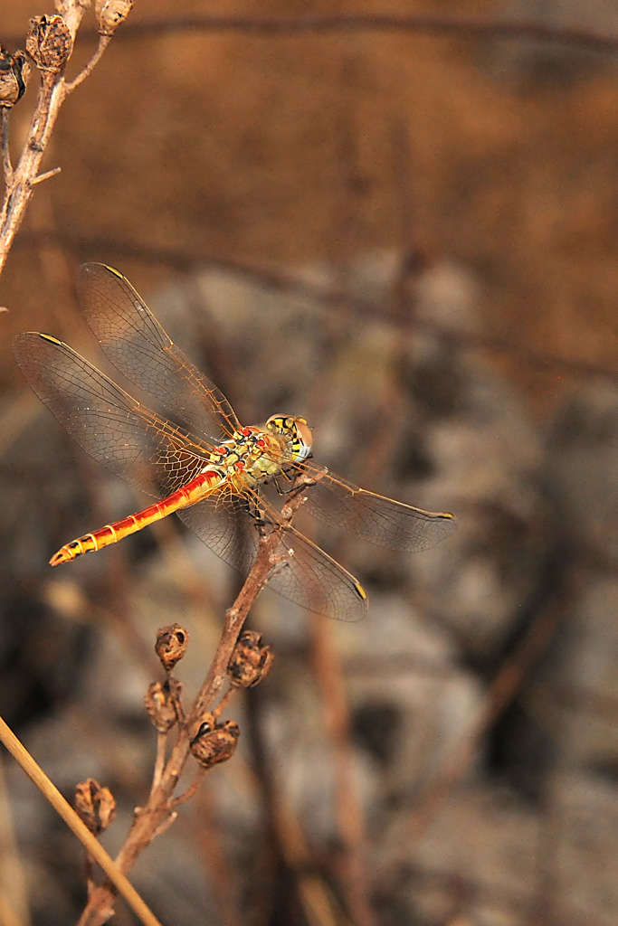 libellula