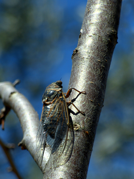 Una cicala...