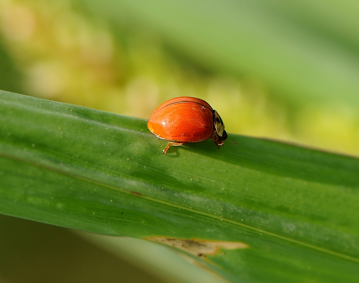 finalmente sono riuscita a liberarmi dai punti neri....