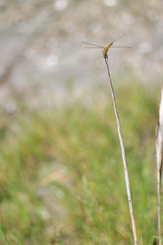 Prove di equilibrismo