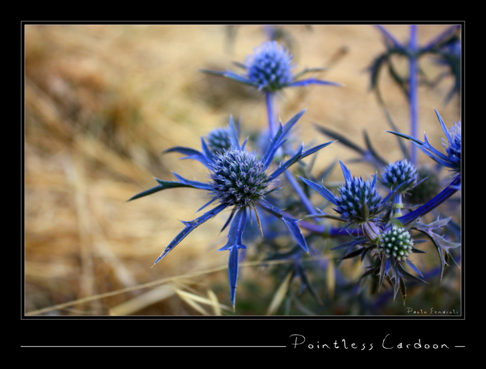 Pointelss cardoon