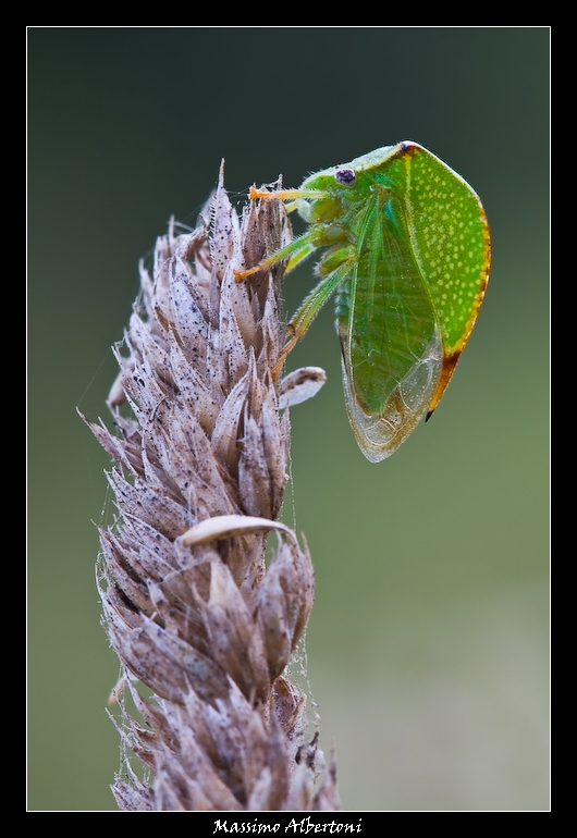 Il risveglio del micro bisonte!