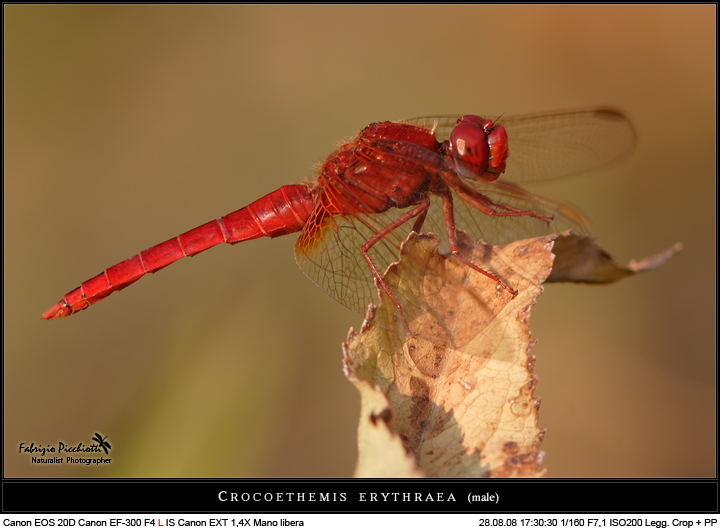 Rutilante... 1, 2 e 3!