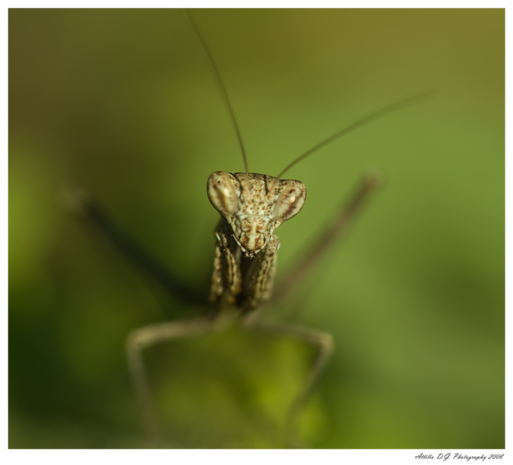 Mantide Pisolo Religioso!