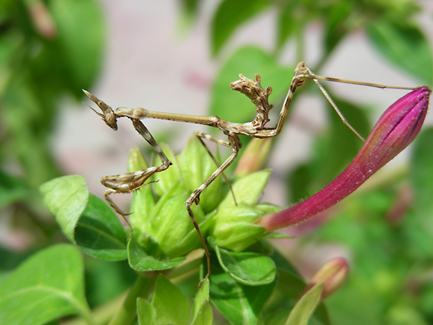 Un ospite inaspettato...