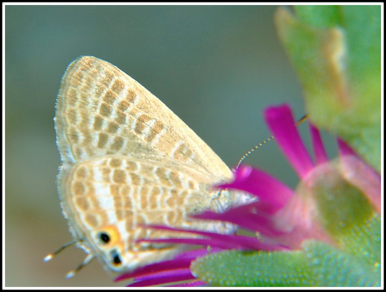 Farfalla....mangiona!!!