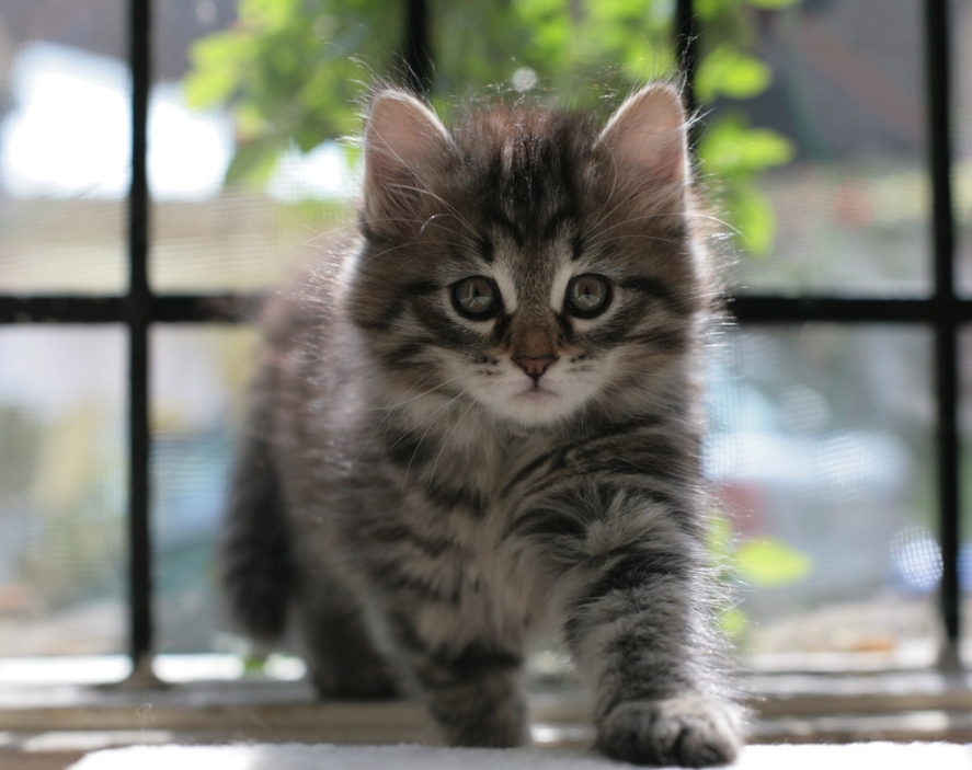 foto fatta con sigma