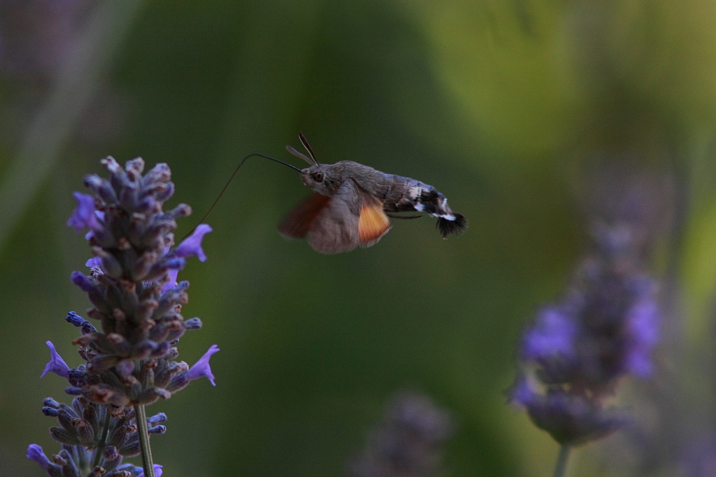 Macroglossum