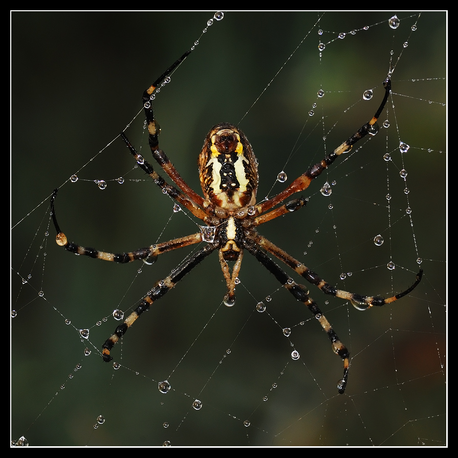 le perle di argiope
