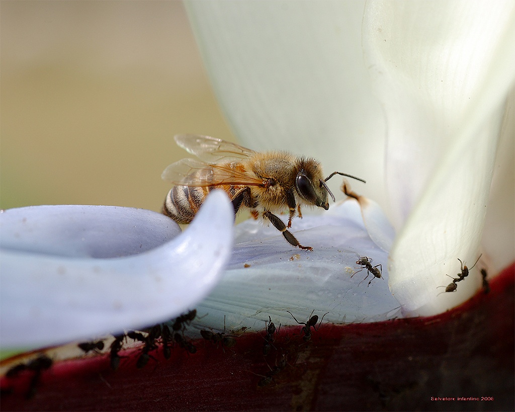...e no!!! c'eravamo prima noi...