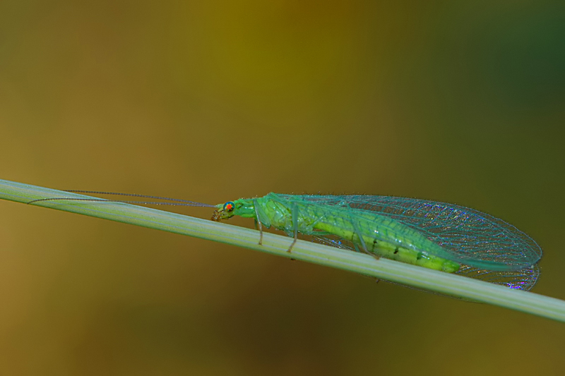 Chrysopa septempunctata