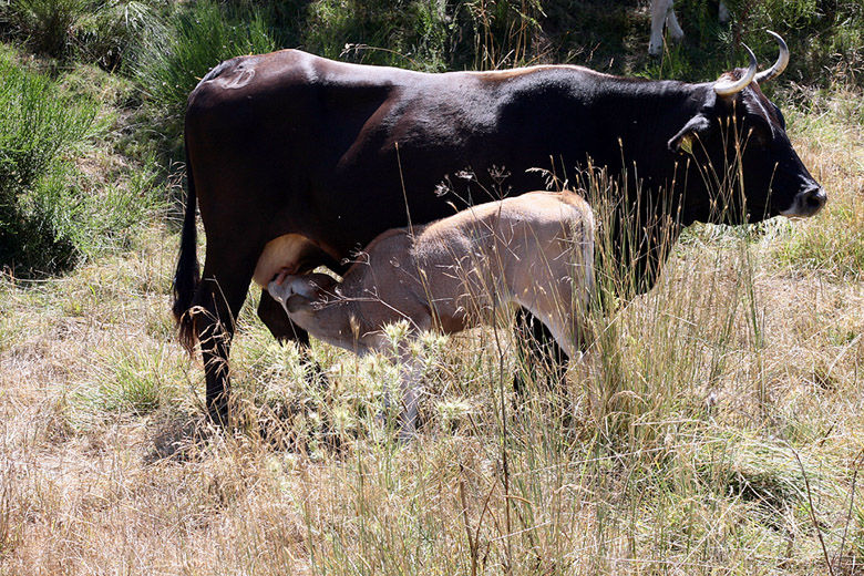 LA PRIMA REGOLA DI UNA MADRE