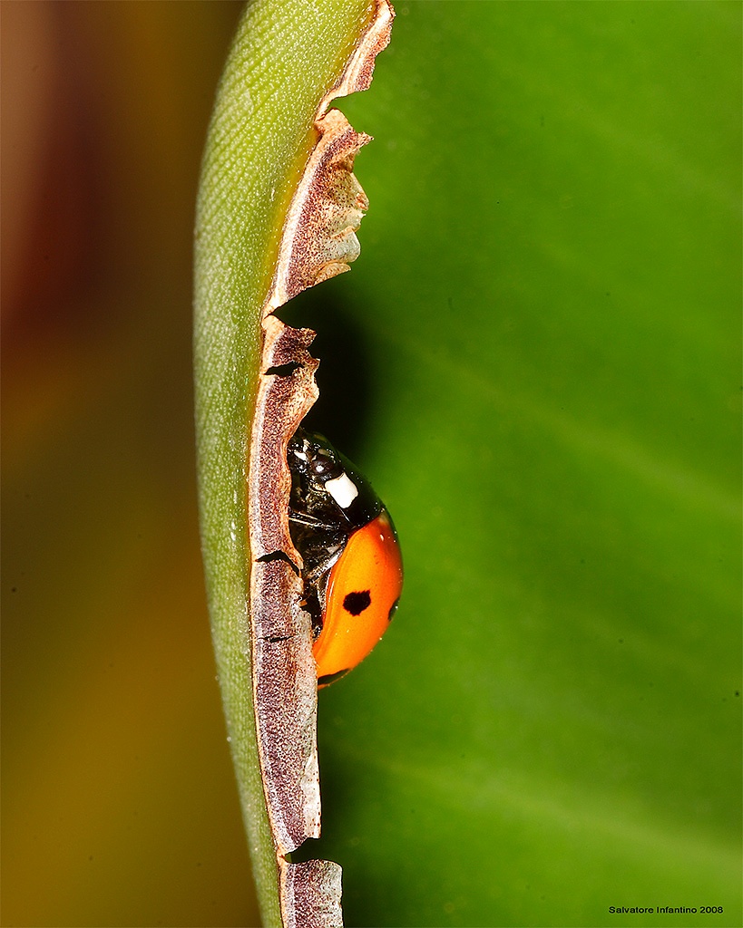 Le coccinelle.