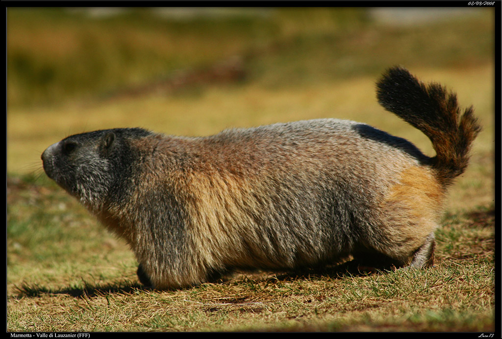 Marmotta