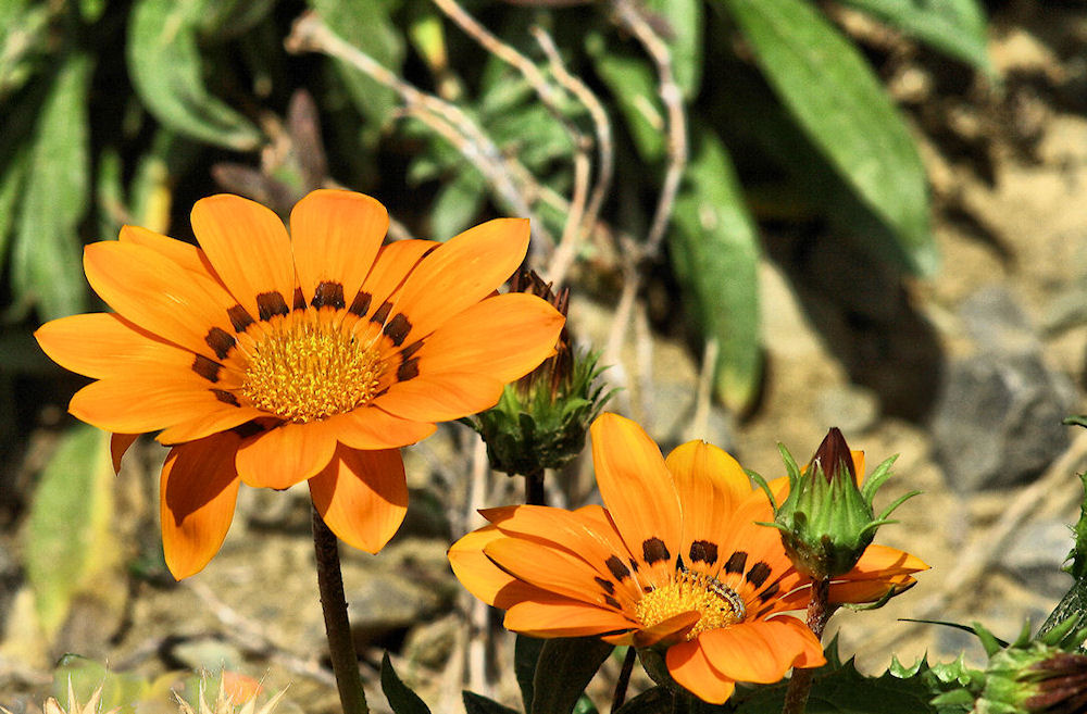 Gerbera..o similare.