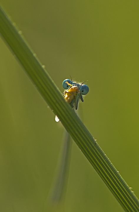 Due occhi....e colazione