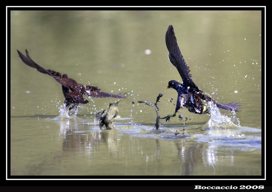 se ti pendo..................