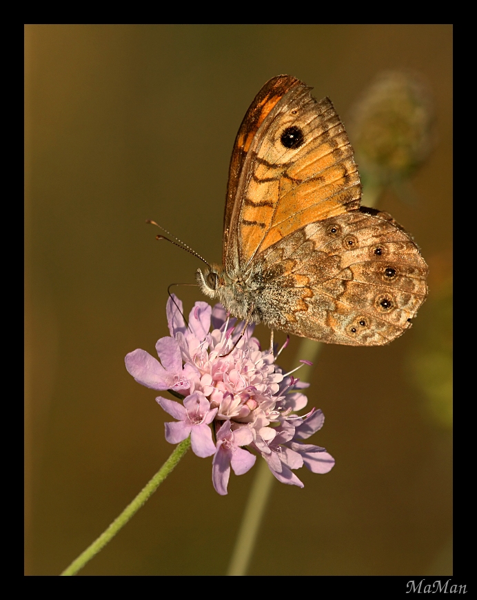 Guardami negli occhi...