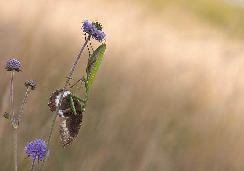 religiosamente crudele