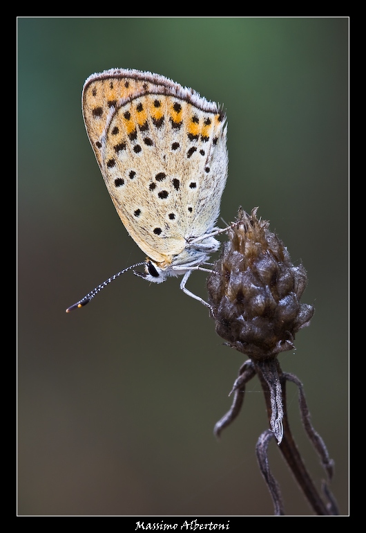 Emergo lentamente dalla penombra!