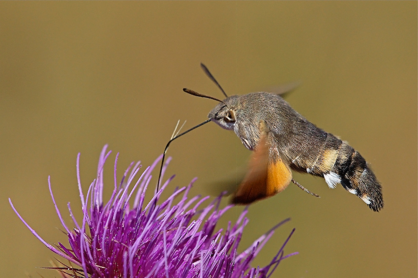 Macroglossum...grossum grossum